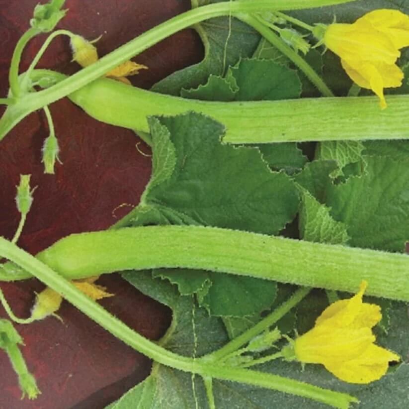 Long Melon seeds