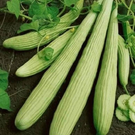 Long Melon seeds