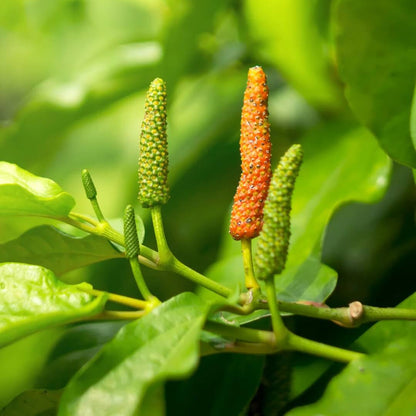 Long Pepper Seeds - Herbal Plant