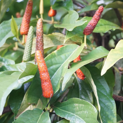 Long Pepper Seeds - Herbal Plant
