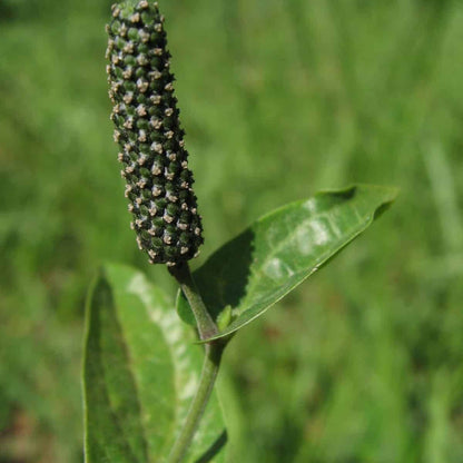 Long Pepper Seeds - Herbal Plant