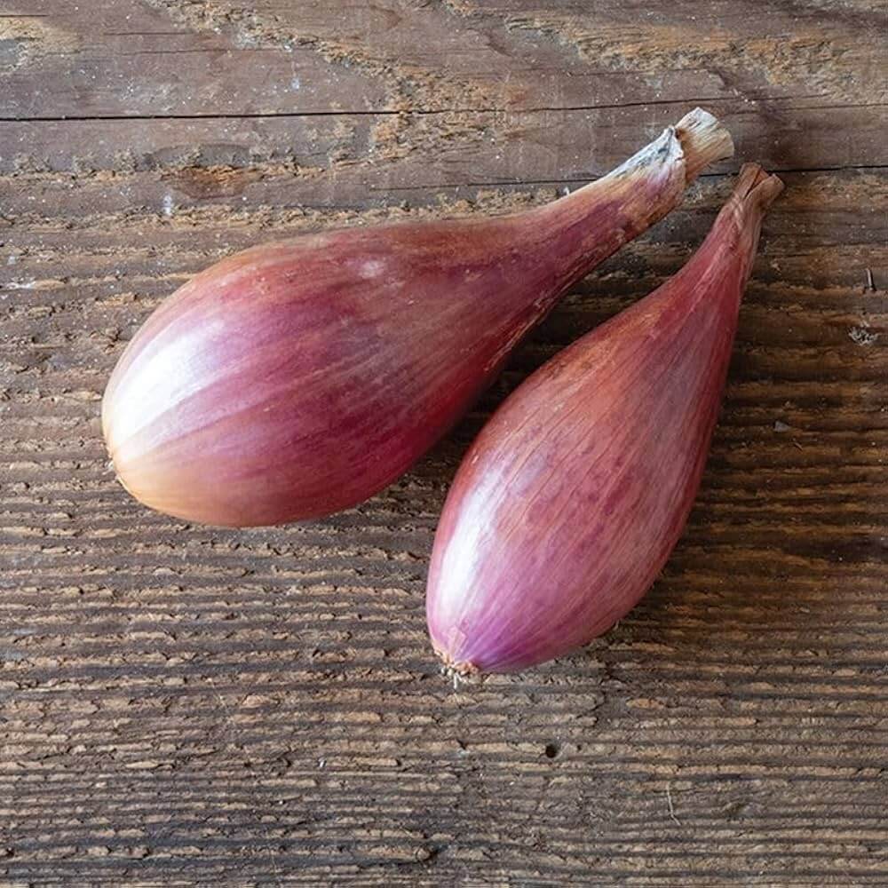 Long Shallot Seeds