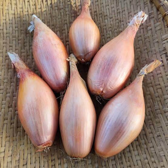 Long Shallot Seeds