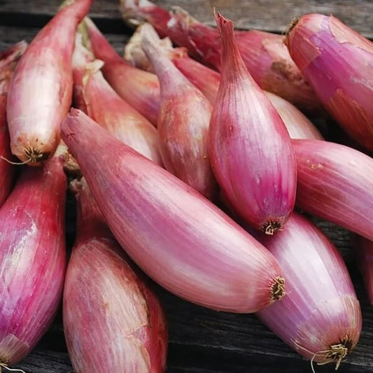 Long Shallot Seeds