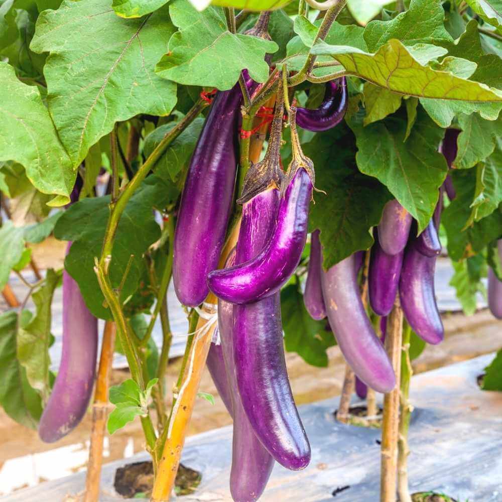 Long purple eggplant seeds - Vegetable Plant