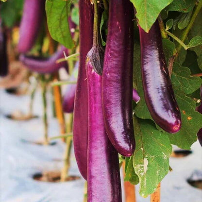 Long purple eggplant seeds - Vegetable Plant