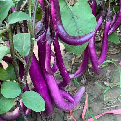 Long purple eggplant seeds - Vegetable Plant