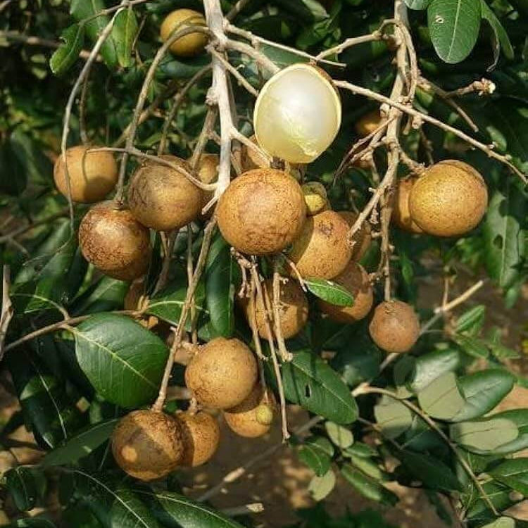Longan Seeds - Fruit Plant for Home Gardens