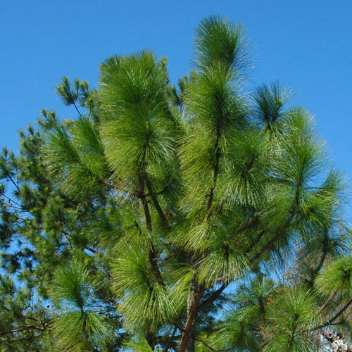 Longleaf Pine Seeds - Tree Plant Seeds for Home Gardens