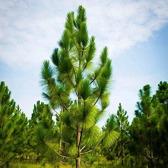 Longleaf Pine Seeds - Tree Plant Seeds for Home Gardens