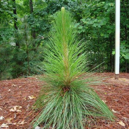 Longleaf Pine Seeds - Tree Plant Seeds for Home Gardens