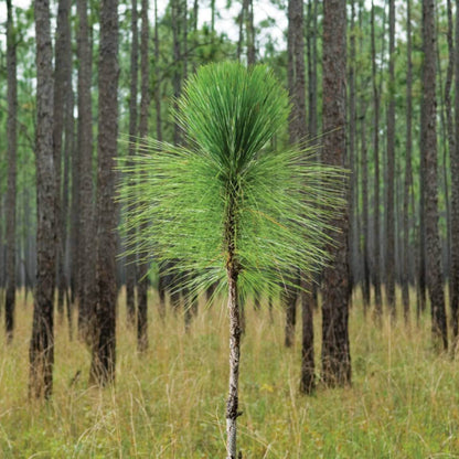 Longleaf Pine Seeds - Tree Plant Seeds for Home Gardens