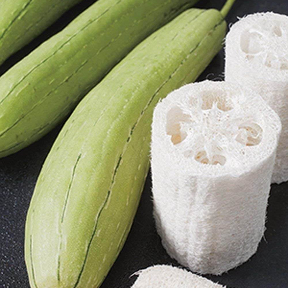 Loofah Sponge Plant Seeds