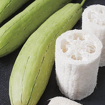 Loofah Sponge Plant Seeds
