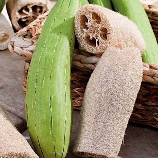 Loofah Sponge Plant Seeds