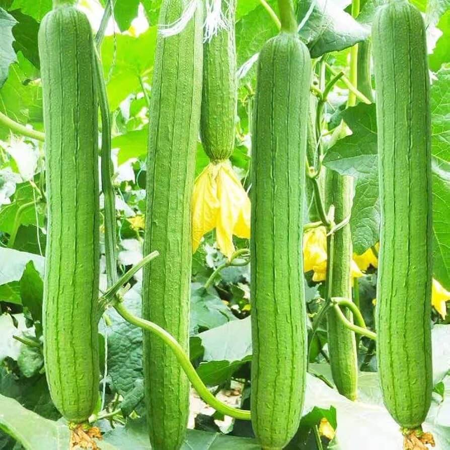 Loofah Sponge Plant Seeds