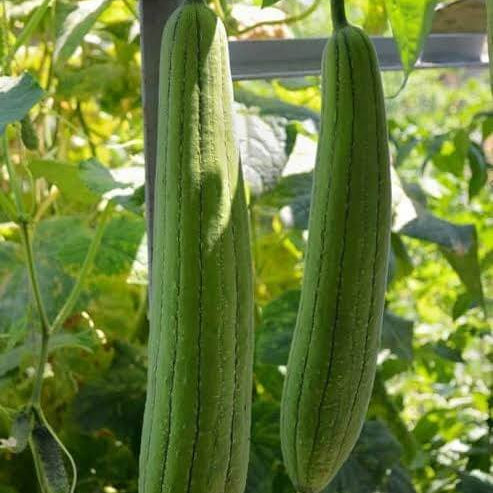 Loofah Sponge Plant Seeds