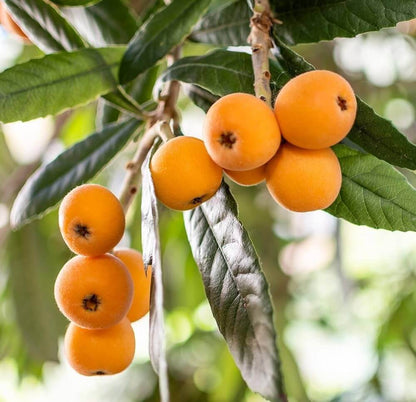 Loquat Seeds - Fruit Plant for Home Gardens