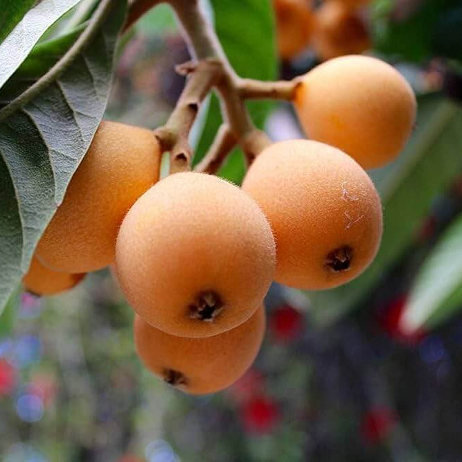 Loquat Seeds - Fruit Plant for Home Gardens