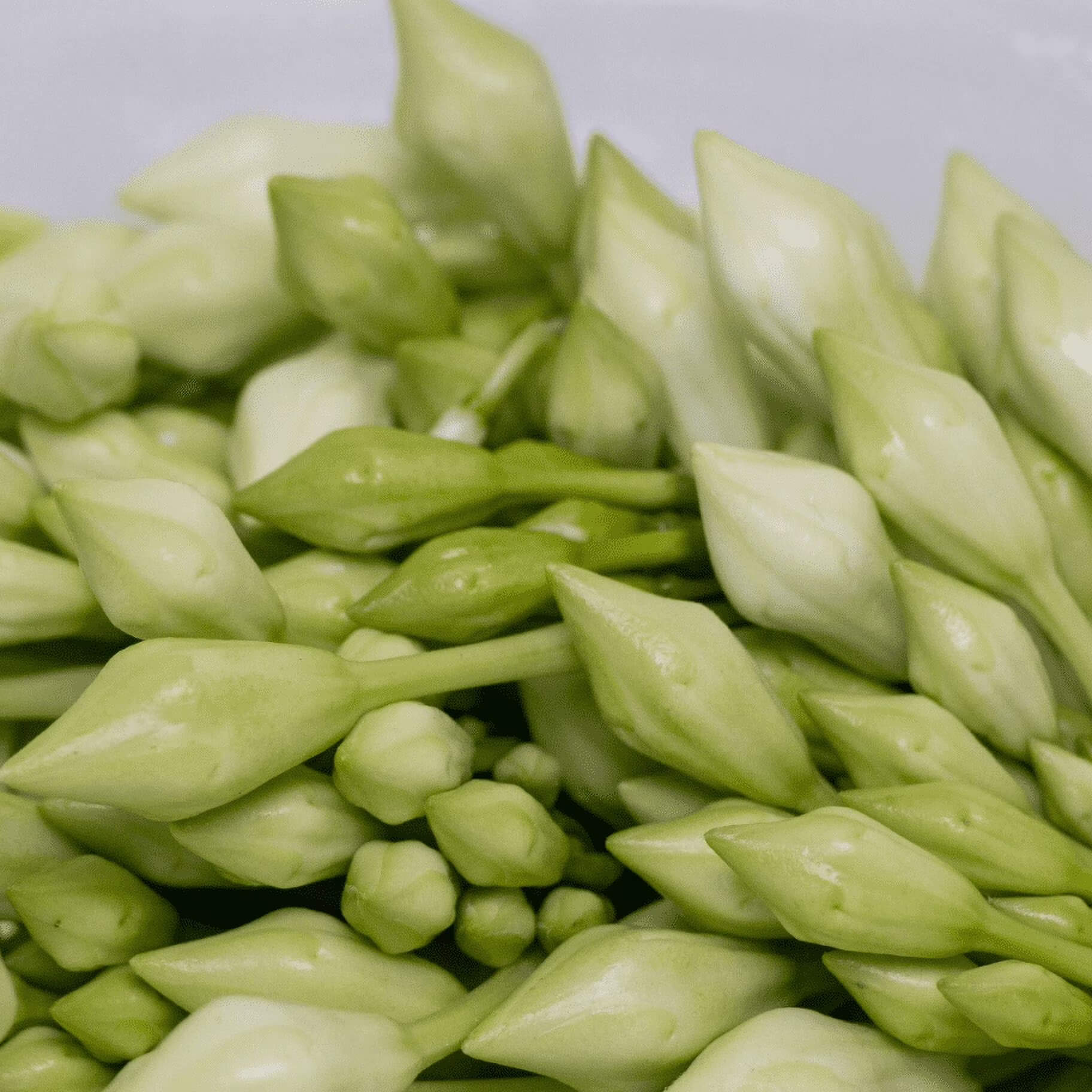 Loroco Seeds 