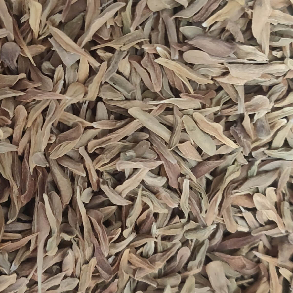 Loroco Seeds 