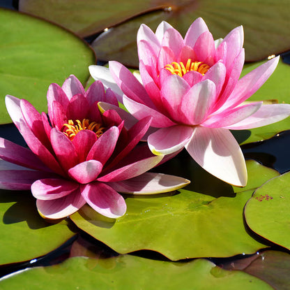 Lotus Seeds