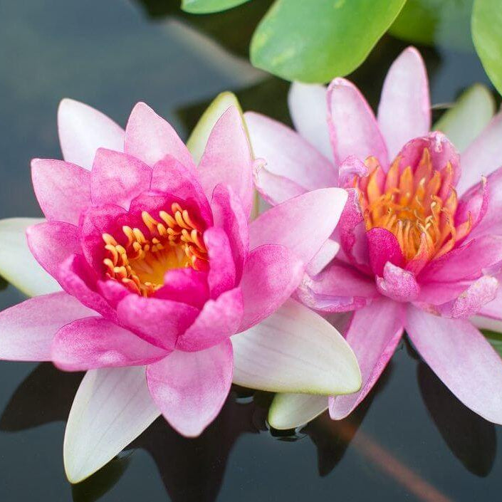 Lotus Seeds