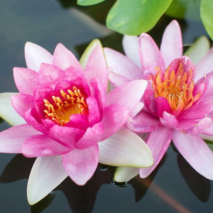 Lotus Seeds