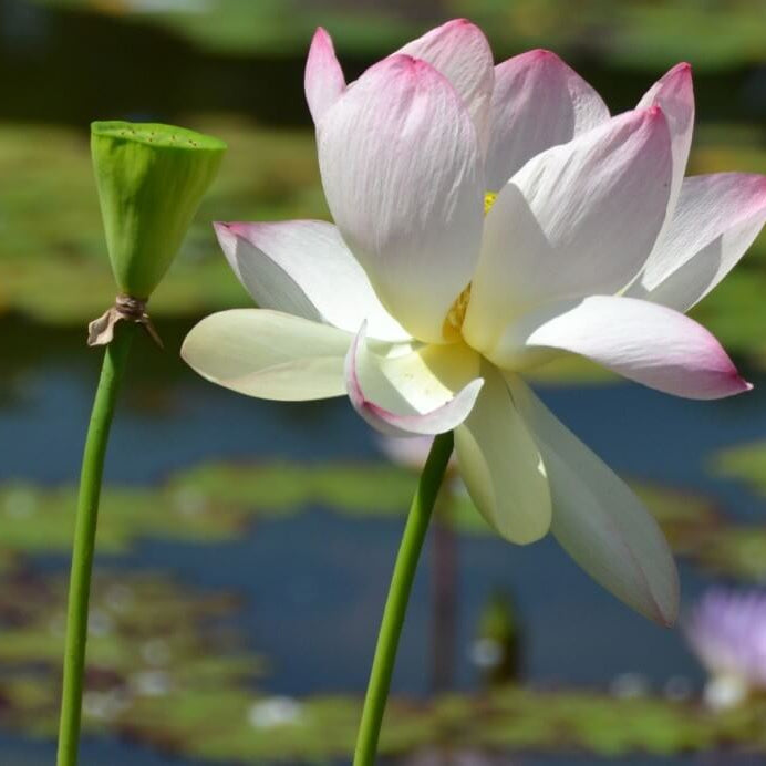 Lotus Seeds