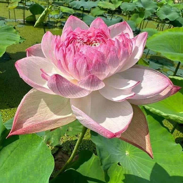 Lotus Seeds