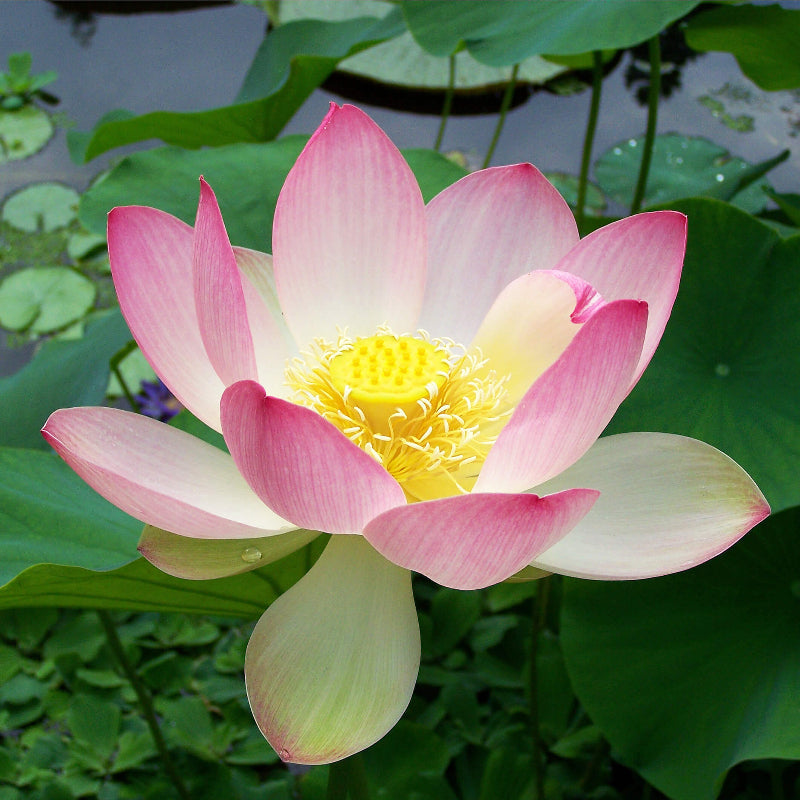 Lotus Seeds