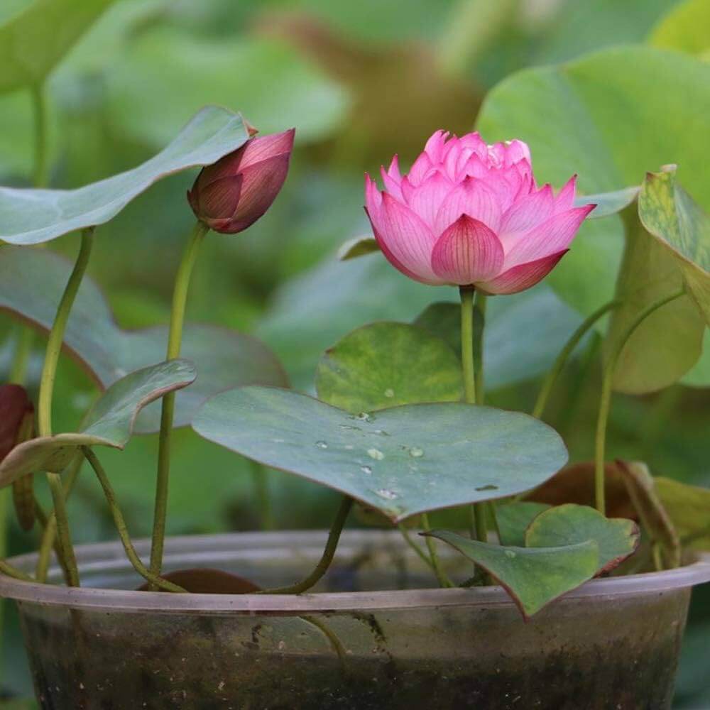 Lotus Seeds - Flower Plant for Home Gardens
