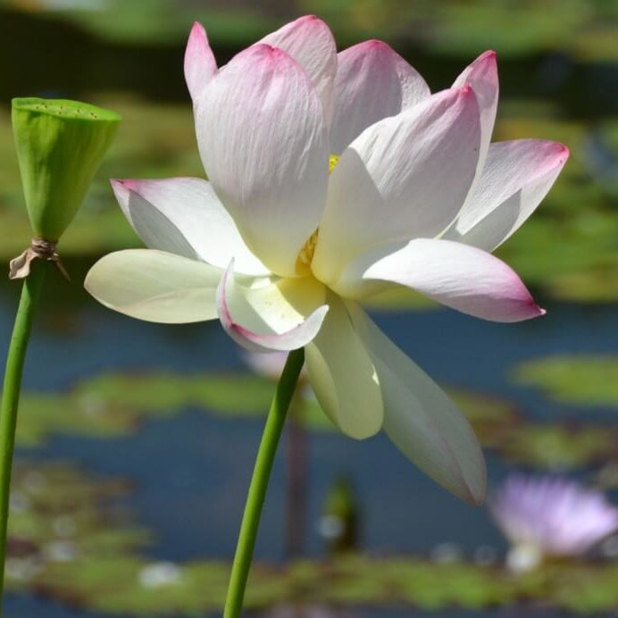 Lotus Seeds 