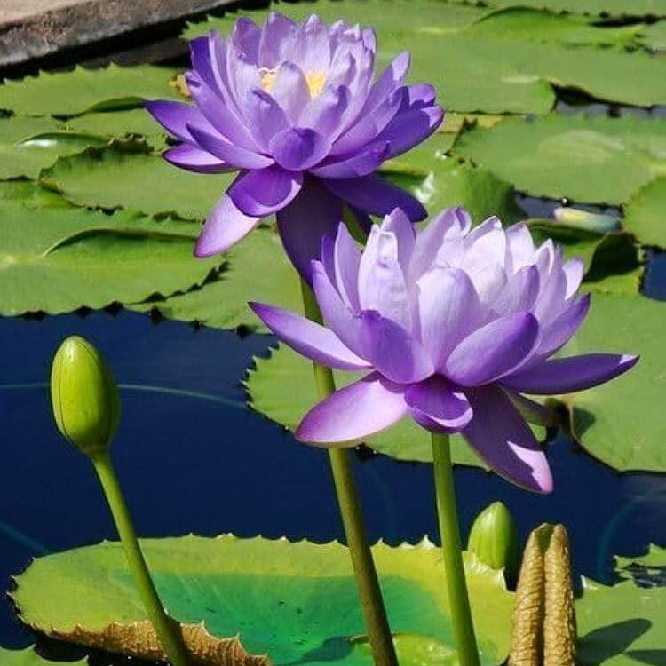 Lotus Seeds 