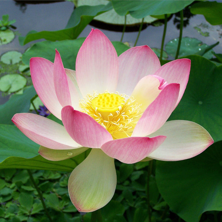 Lotus Seeds 