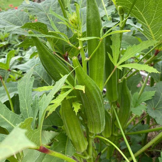 Louisiana Velvet Okra Seeds - Heirloom Vegetable Plant for Home Gardens