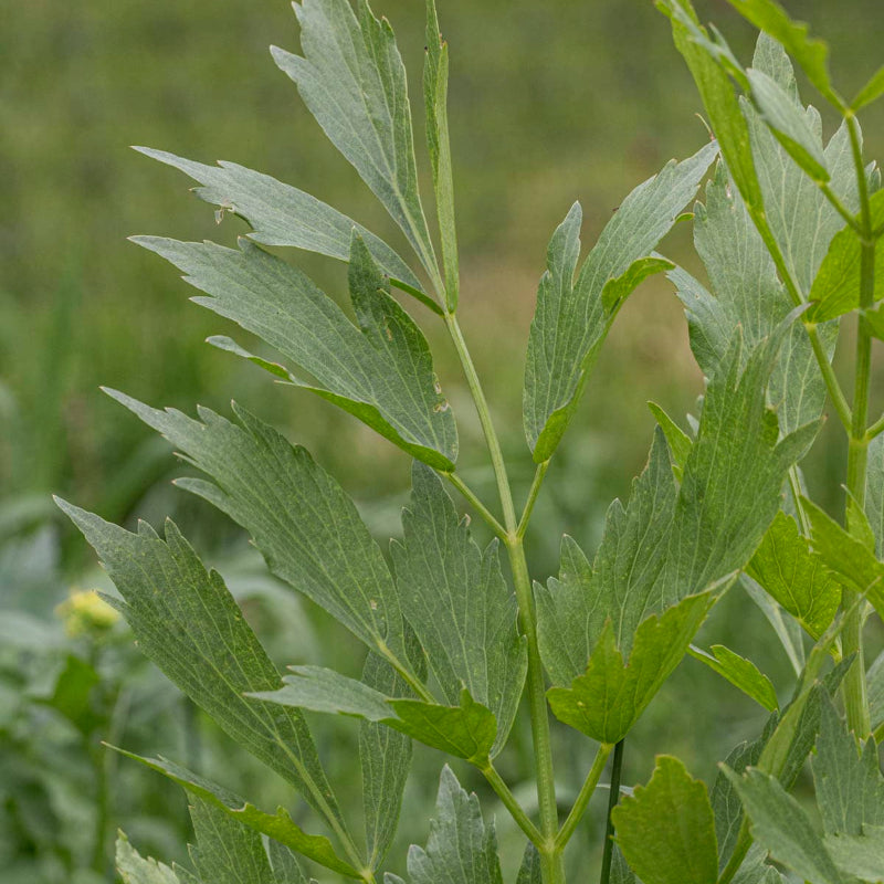 Lovage Seeds