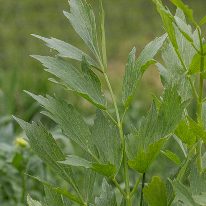 Lovage Seeds