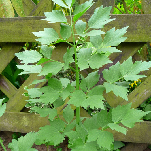 Lovage Seeds