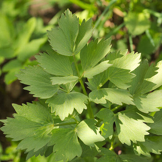 Lovage Seeds
