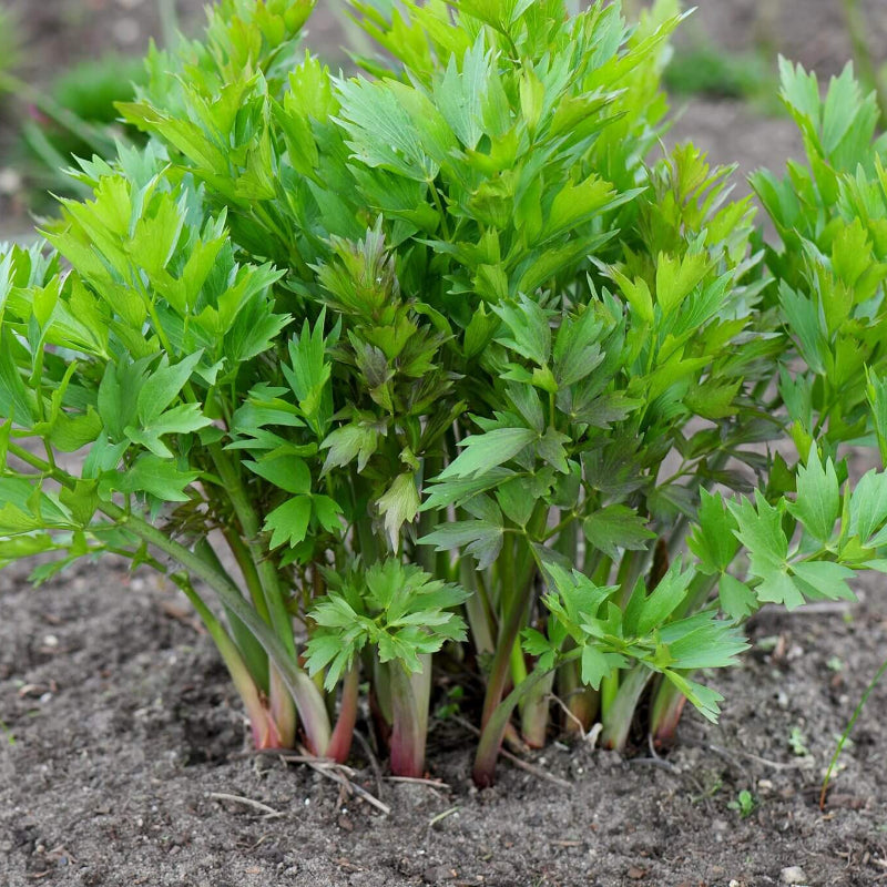 Lovage Seeds