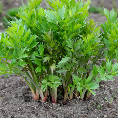 Lovage Seeds