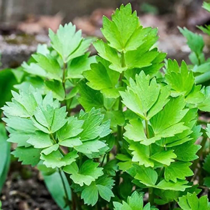 Lovage Seeds - Herbal Plant