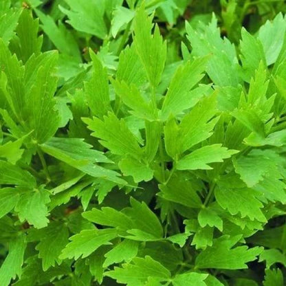 Lovage Seeds - Herbal Plant