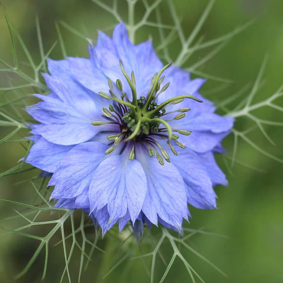 Love-In-A-Mist Seeds - Flower Plant