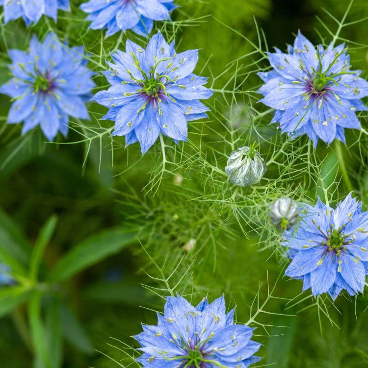 Love-In-A-Mist Seeds - Flower Plant