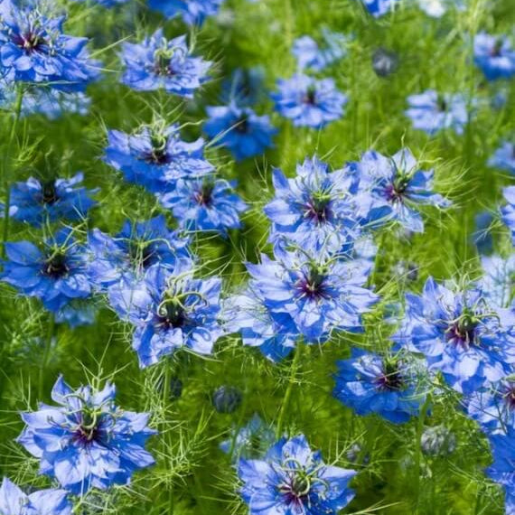Love In A Mist Seeds