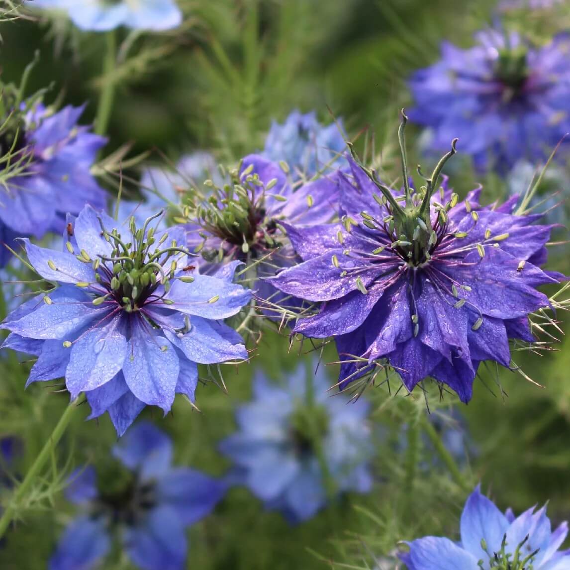 Love In A Mist Seeds