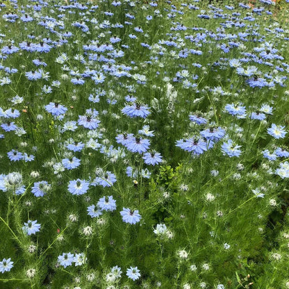 Love In A Mist Seeds