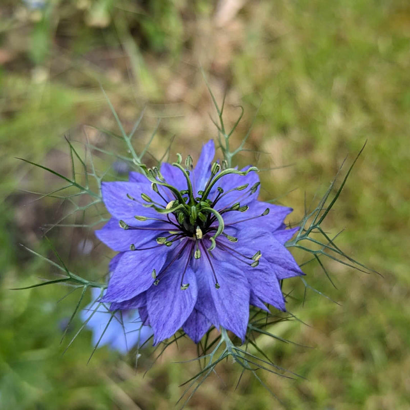 Love In A Mist Seeds
